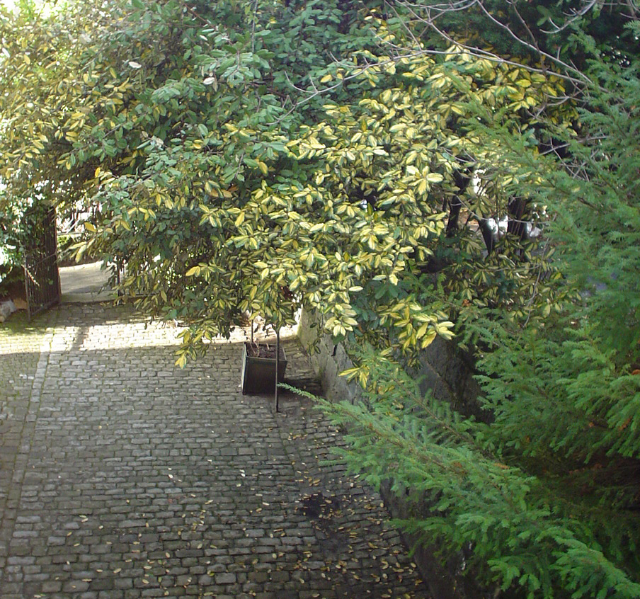 Courtyard under trees